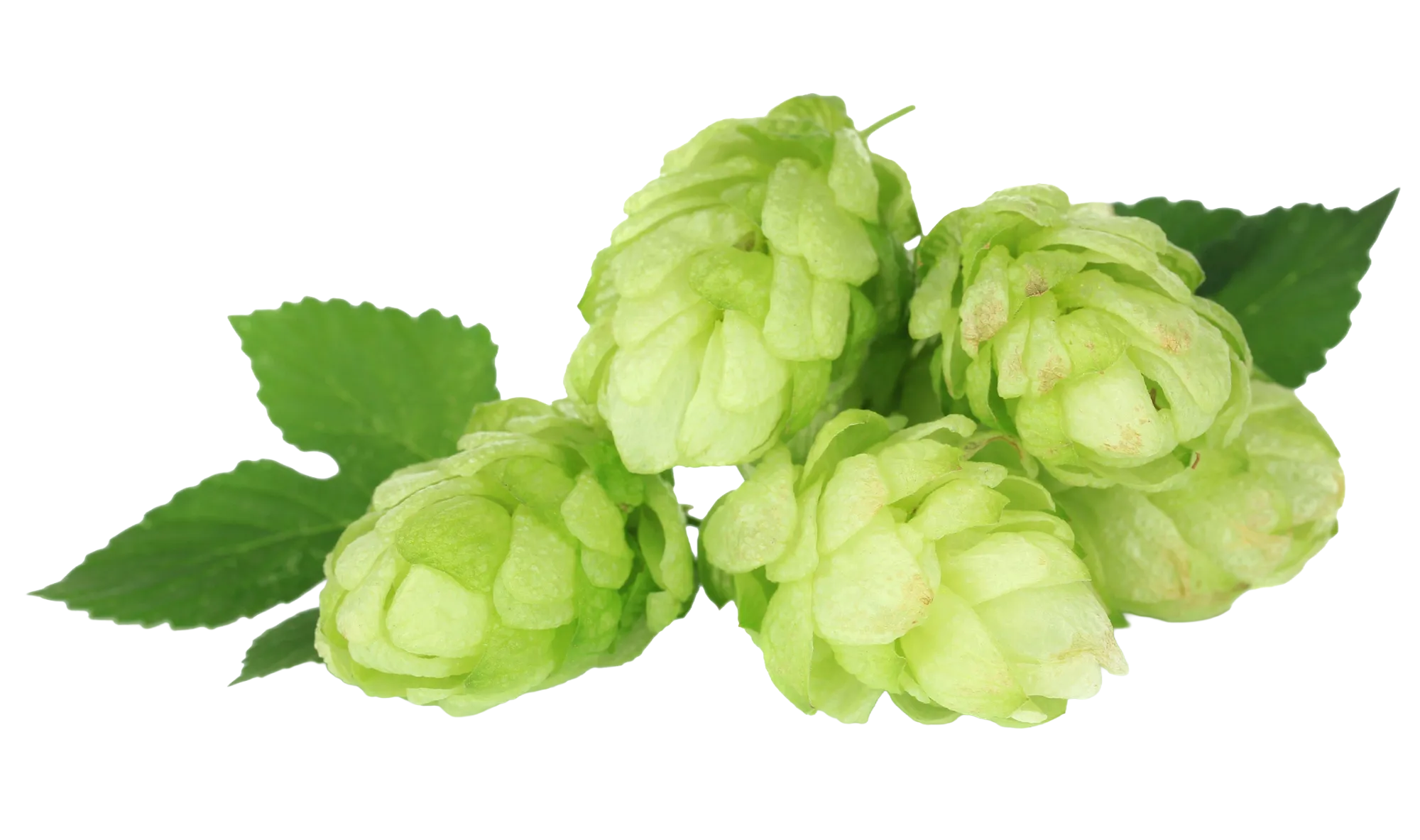 Frische Hopfendolden